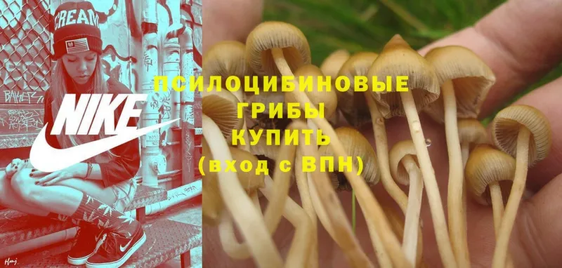 Псилоцибиновые грибы MAGIC MUSHROOMS  Обнинск 